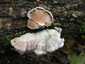 Hasadtlemezű gomba (Schizophyllum commune), Őrség